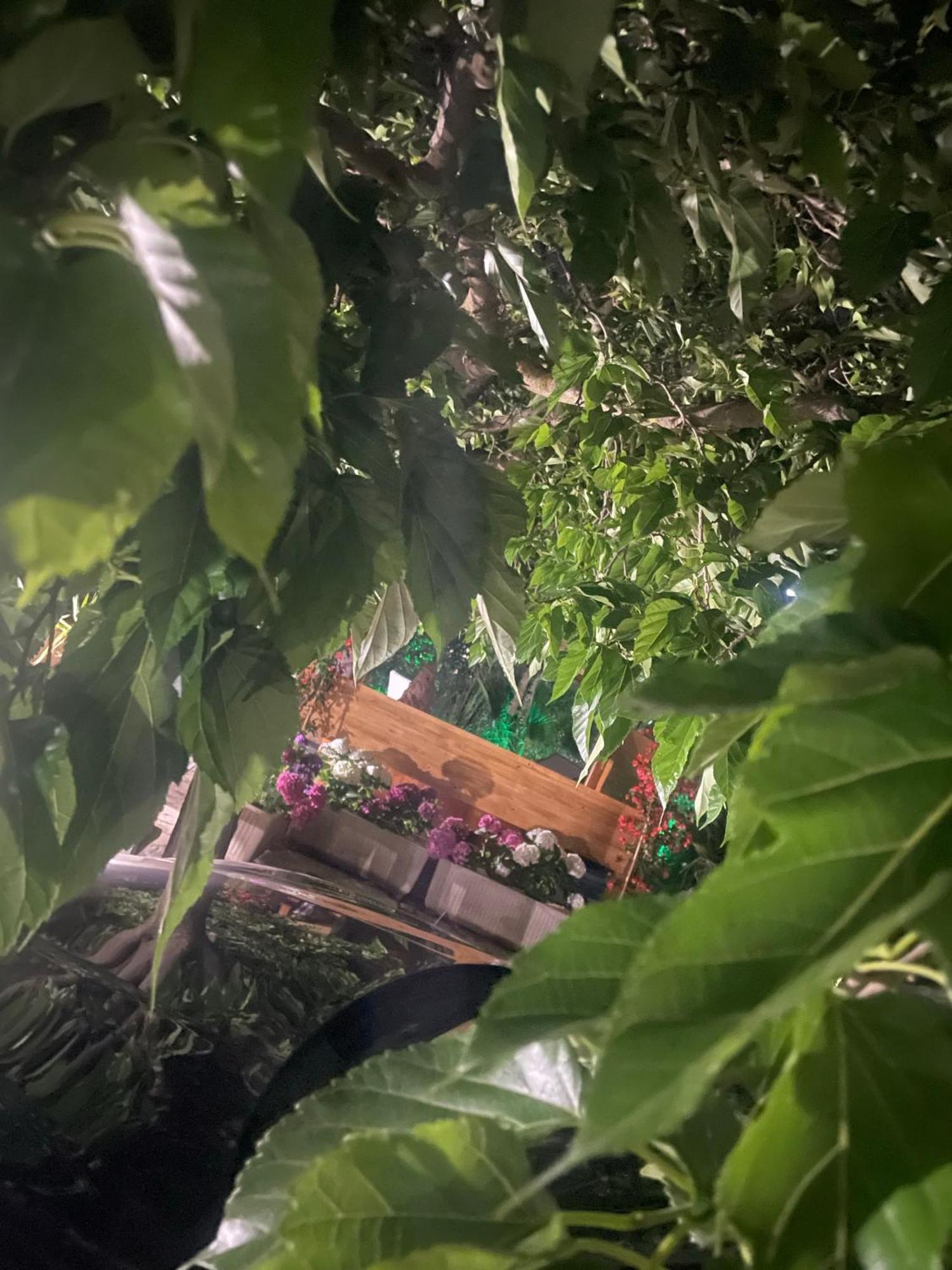 Villa Romina Selva Di Fasano Dış mekan fotoğraf
